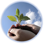 Organic SEO